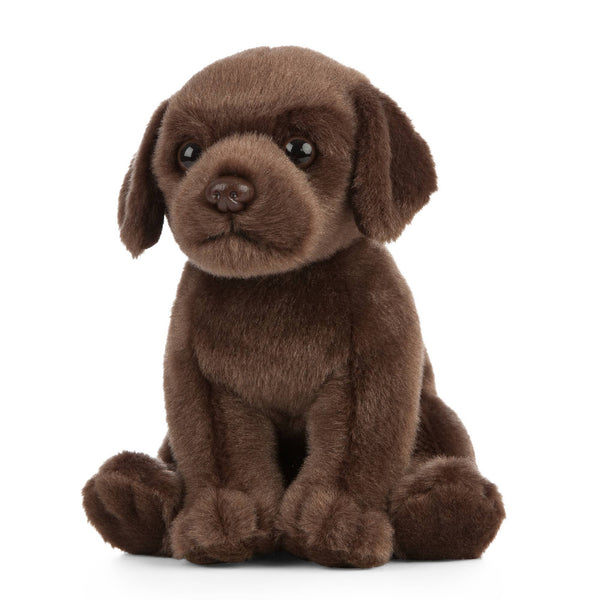 Chocolate Lab Puppy