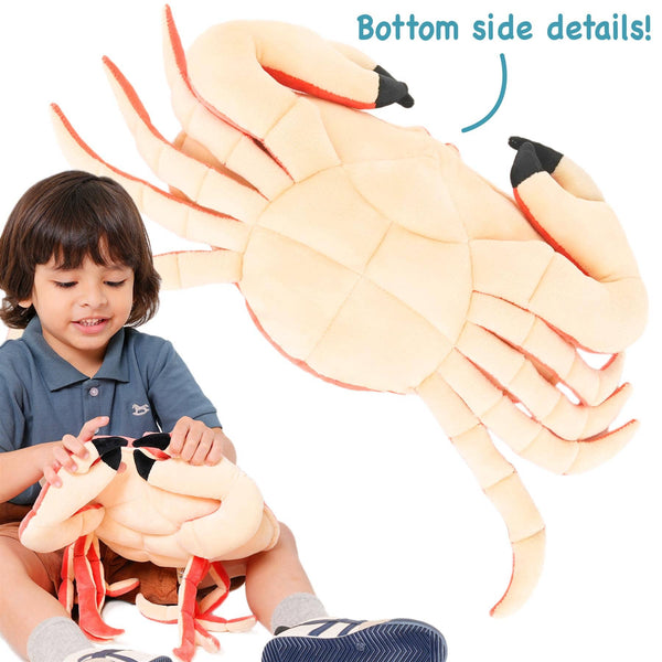 Cora The Crab