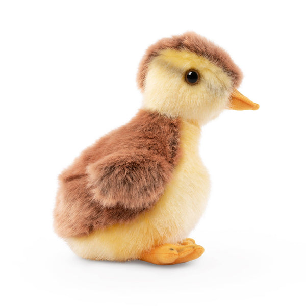Mallard Duckling