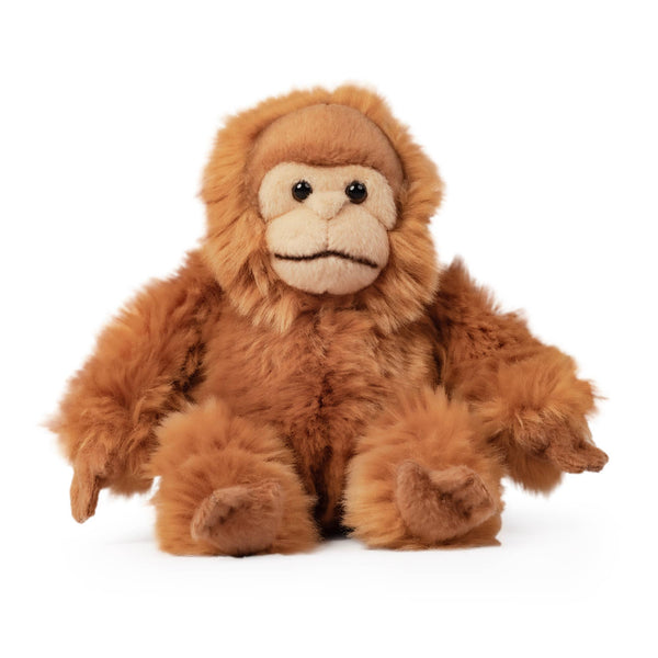 Baby Orangutan