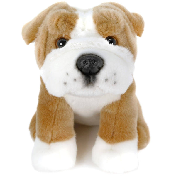 English Bulldog