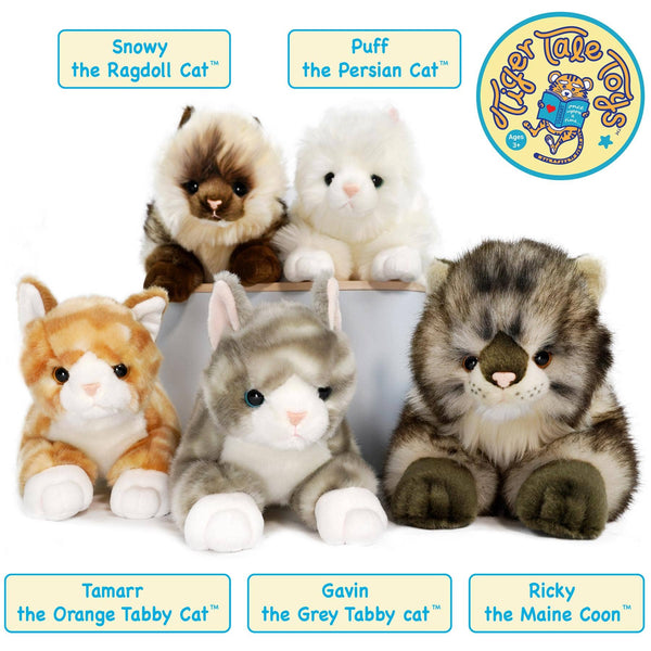 Grey Tabby Cat