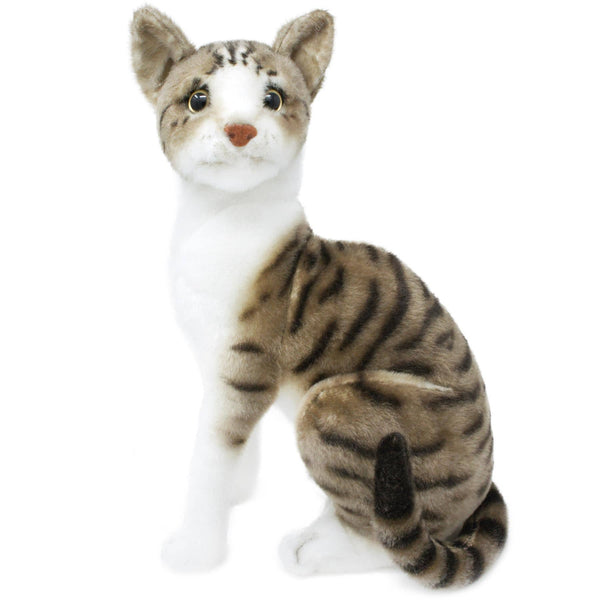 Amy - Shorthair Cat