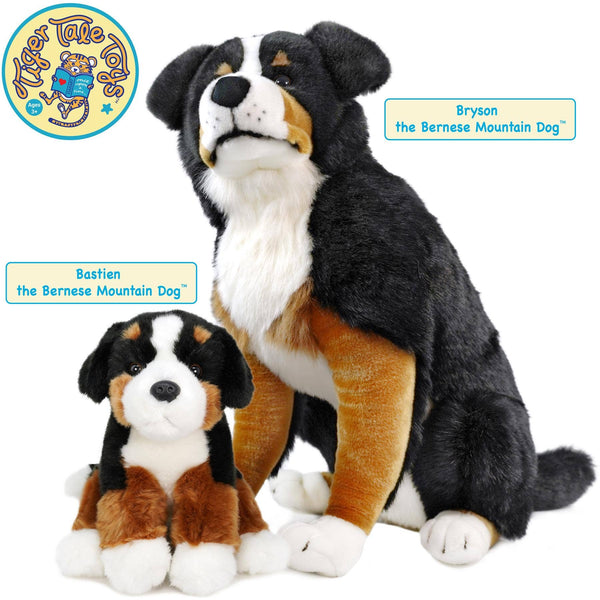 Bernese Mountain Dog