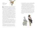 Around the World in 80 Birds