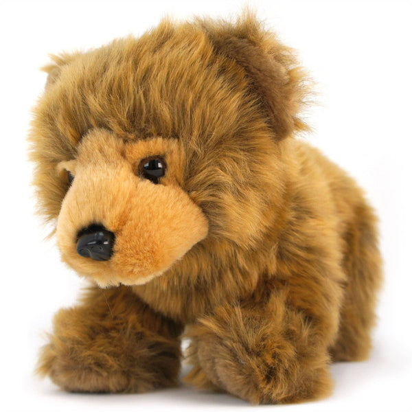 Baby Grizzly Bear