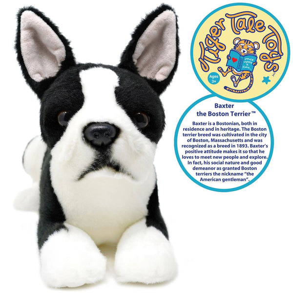 Baxter The Boston Terrier
