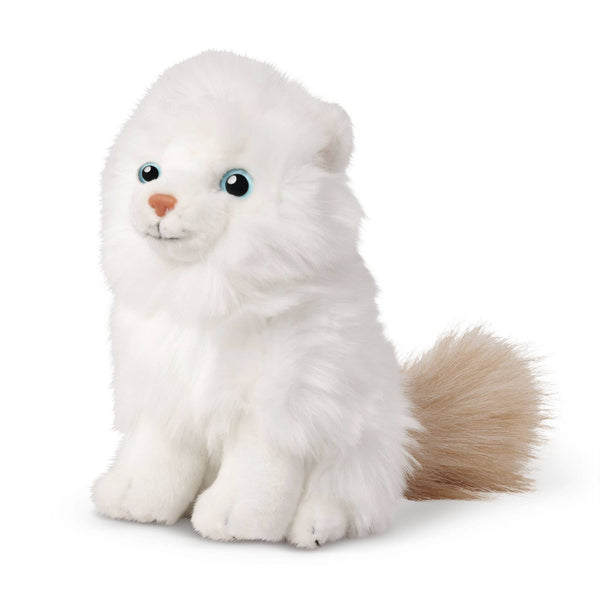 Sitting Ragdoll Kitten