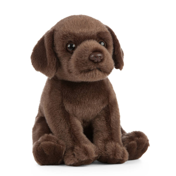 Chocolate Lab Puppy