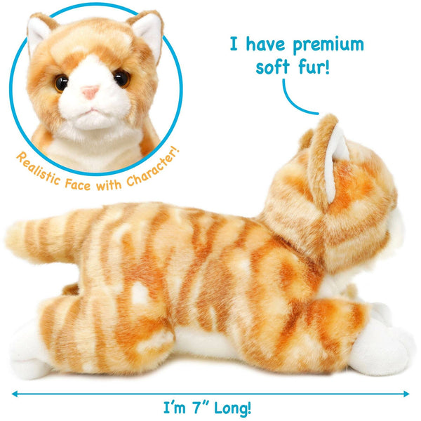 Orange Tabby Cat