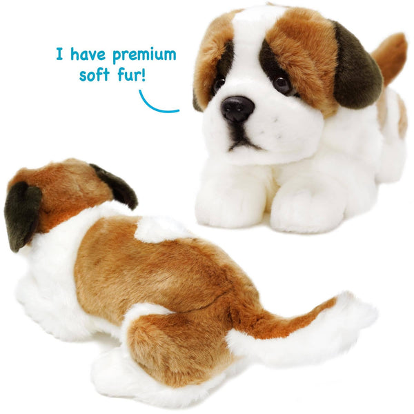 Saint Bernard