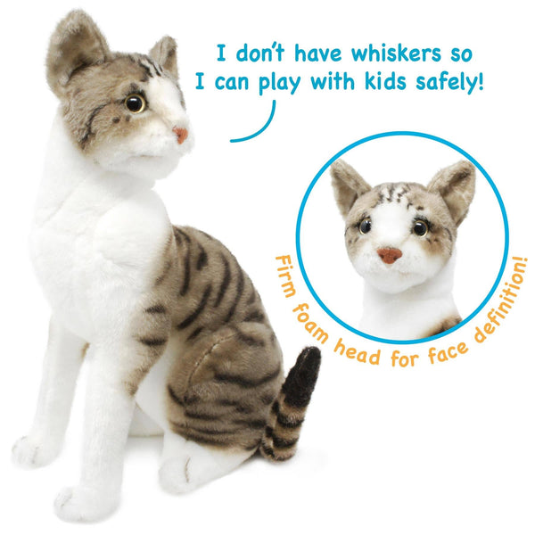 Amy - Shorthair Cat