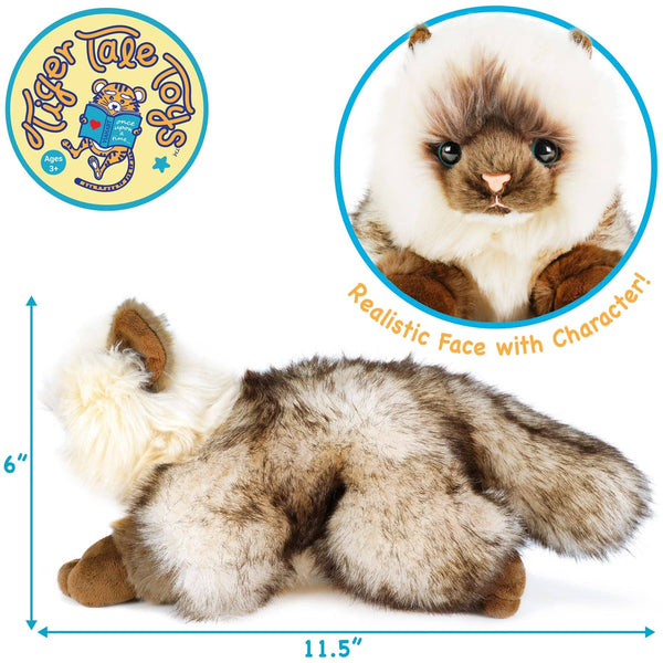 Ragdoll Cat