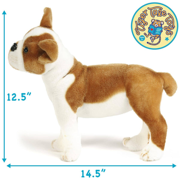 Boston Terrier Boxer