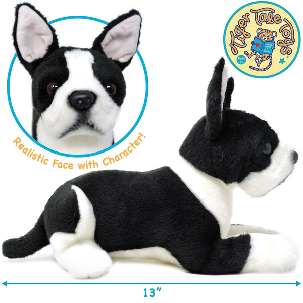 Baxter The Boston Terrier