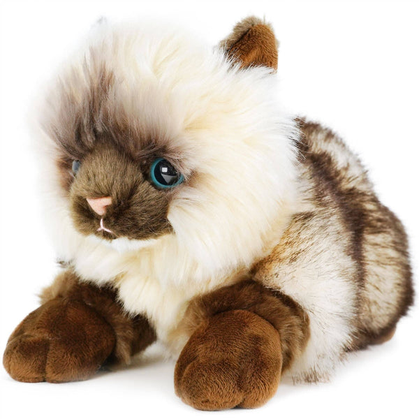 Ragdoll Cat