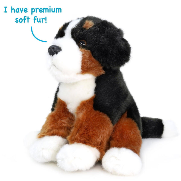 Bernese Mountain Dog
