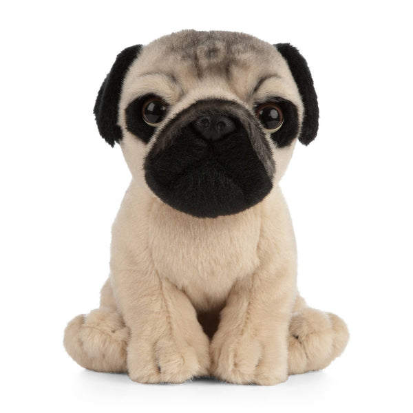 Pug Puppy