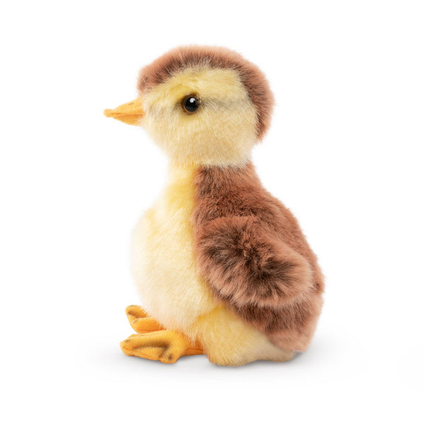 Mallard Duckling
