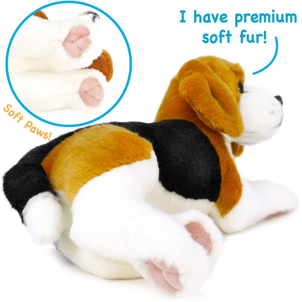 Burkham The Beagle