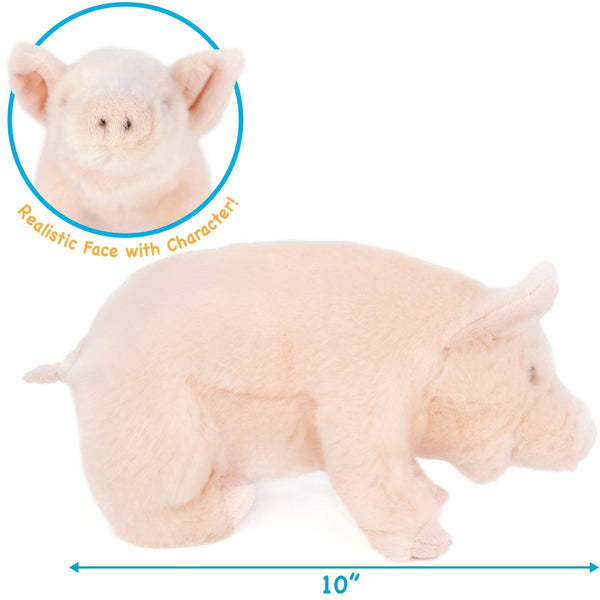 Perla The Pig