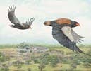 Around the World in 80 Birds