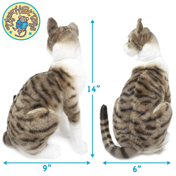 Amy - Shorthair Cat