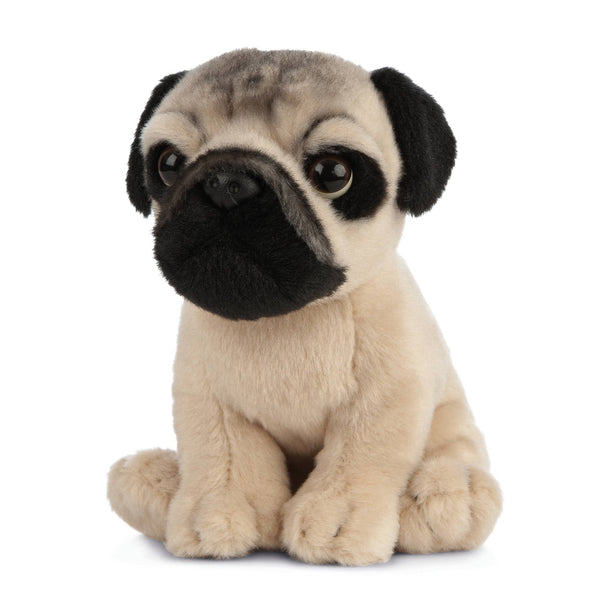 Pug Puppy