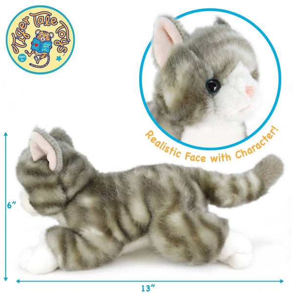 Grey Tabby Cat