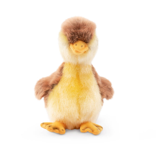 Mallard Duckling
