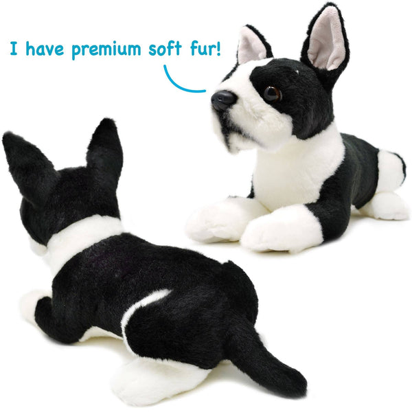 Baxter The Boston Terrier