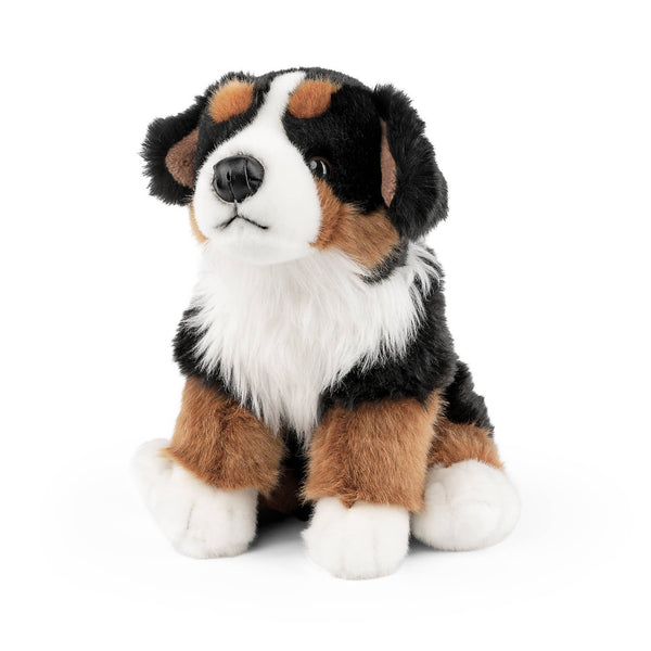 Bernese Mountain Dog