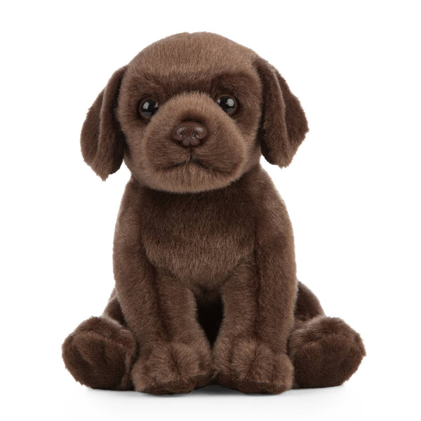 Chocolate Lab Puppy