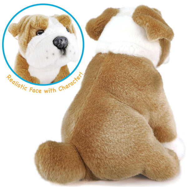 English Bulldog