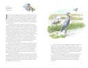 Around the World in 80 Birds