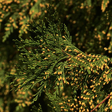 Forest Body Oil