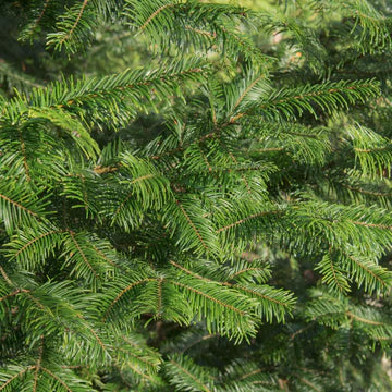 Forest Body Oil