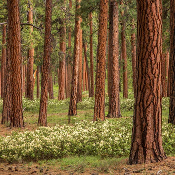 Forest Body Oil